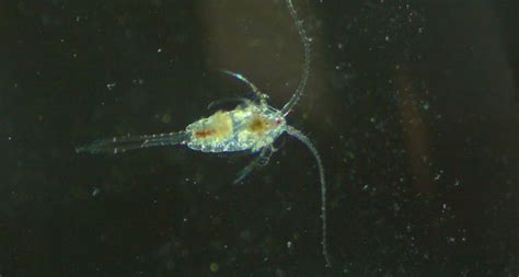 Freshwater Copepods | Aquatic Live Food | Aqua Cultured Aquarium Foods