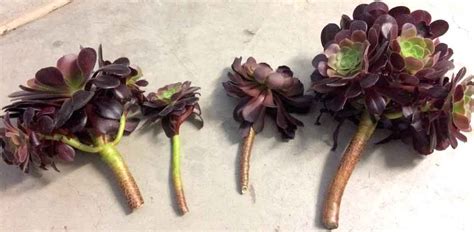 Aeoniums Care, Propagation and Growing Tips - Succulent Plant Care