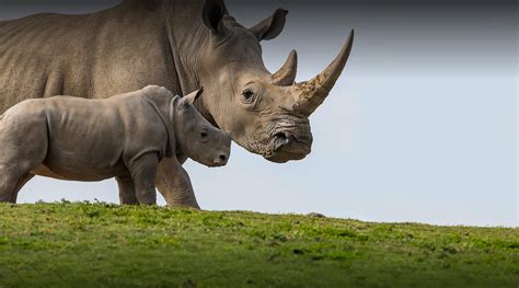 African Rhinos | San Diego Zoo Safari Park