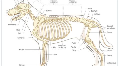 How Many Bones Does A Dog Have? - Pets Tutorial