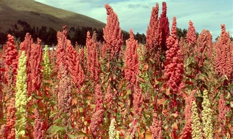 Quinoa Farming Information Guide For Beginners | Agri Farming