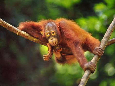 Orangutan- found in Malaysian Borneo. | Animal facts, Orangutan, Weird ...