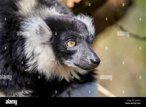 Black and white ruffed lemur Stock Photo - Alamy