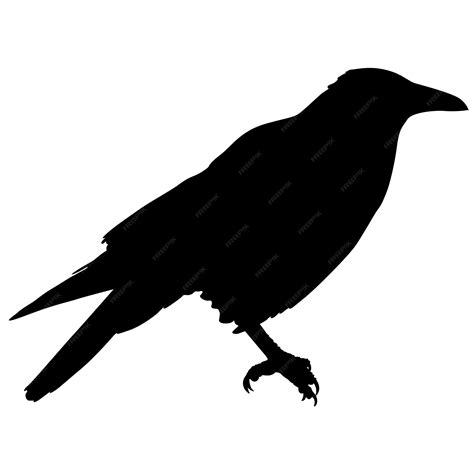 Premium Vector | Silhouette bird raven on a white background