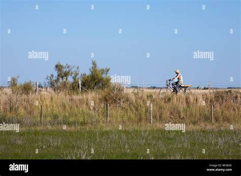 Cyclists using the Ile de Re cyclepaths Stock Photo - Alamy