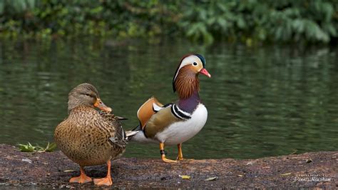 Home - Mandarin Duck Central Park