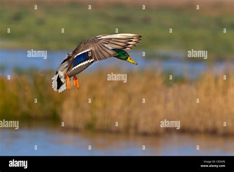 Male Mallard flying Stock Photo - Alamy