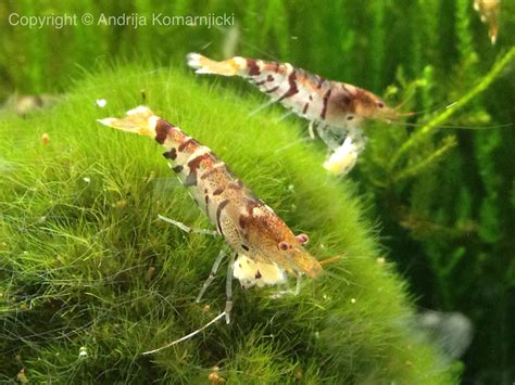 Tiger Shrimp Caridina cantonensis sp. "Tiger" | Tiger shrimp, Aquarium fish, Nano aquarium