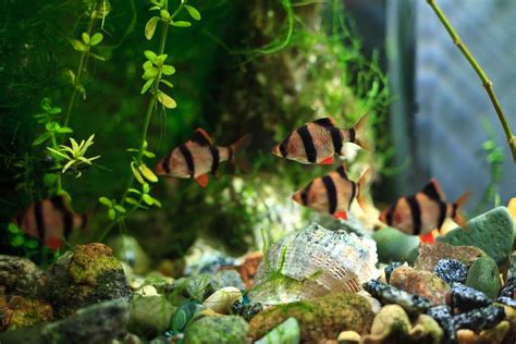 10 Best Convict Fish Cichlid Tank Mates (Compatibility Guide)