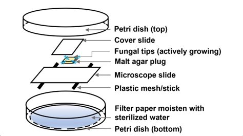 FIGURE Expanded view of the fungal slide culture for microscopic... | Download Scientific Diagram