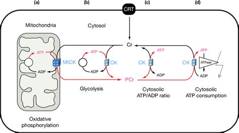 The creatine kinase (CK)/phosphocreatine (PCr) system. Isoenzymes of CK... | Download Scientific ...