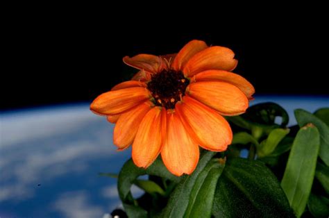 Plants in Space: Photos by Gardening Astronauts | Space