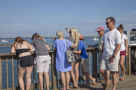 Seals at the Chatham Fish Pier - CapeCod.com