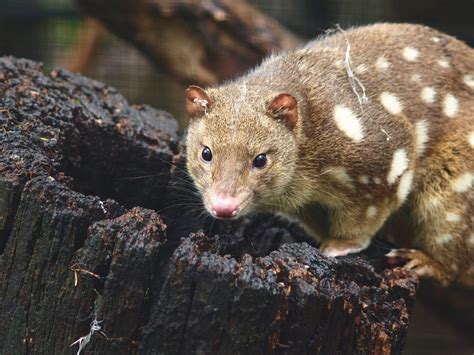 Spotted-tail quoll - Australian Geographic