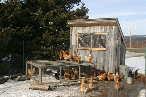 File:Chicken coop in winter.jpg - Wikimedia Commons