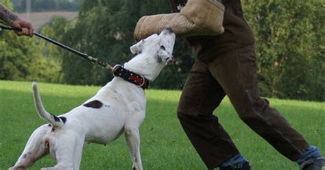 American Bulldog Training: 9 Easy Steps to Raise Your Puppy