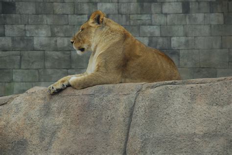 Texas Mountain Trail Daily Photo: Chihuahuan Desert Animals at the El Paso Zoo (and some other ...