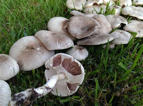 Edible Mushrooms - Seasoned Advice
