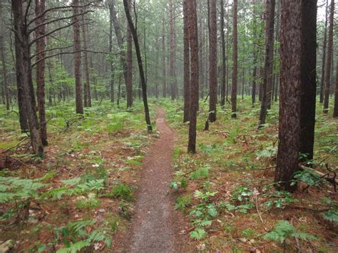 Camping in the Manistee National Forest