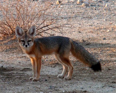 Desert Kit Fox | Kit Fox Facts | Desert Canines