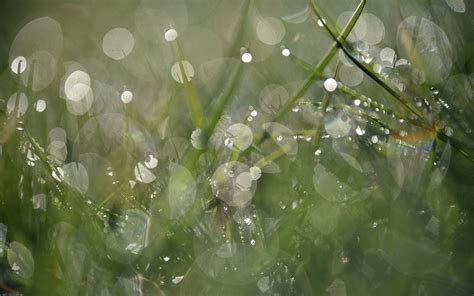 Download wallpaper 3840x2400 grass, drops, dew, bokeh, macro 4k ultra hd 16:10 hd background