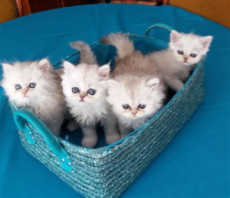 6 chatons Persan - LES 3 PERSANES DE LARY - Colayrac St Cirq | Acheter ...