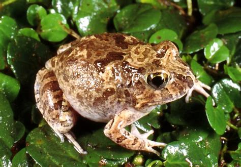 Ornate Burrowing Frog | Western Australian Museum