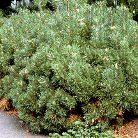 Dwarf Mugo Pine Shrub Buy Cheap | library.ecosystem.build