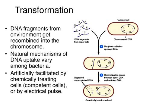 PPT - Genetic Variability in Bacteria PowerPoint Presentation, free download - ID:6743177