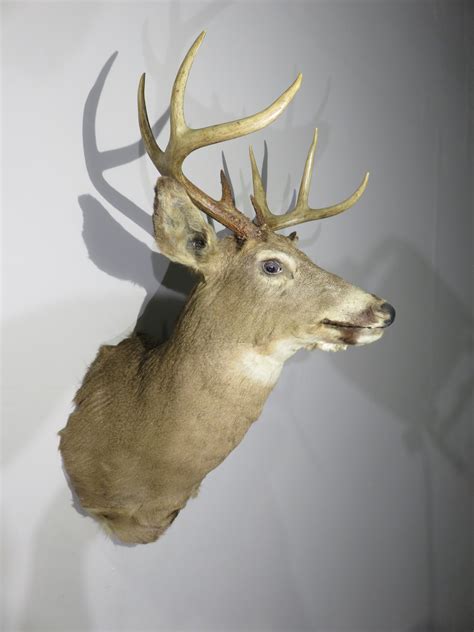 Whitetail Buck shoulder mount for sale. W-137S – Mounts For Sale