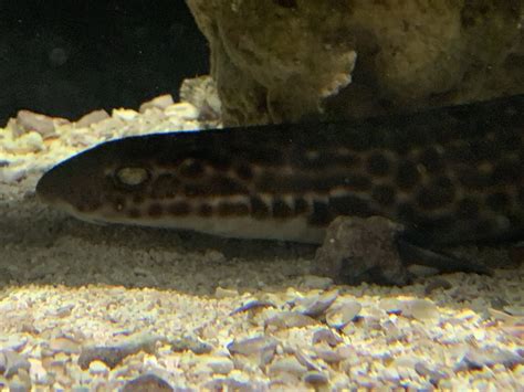 Coral Catshark? - ZooChat