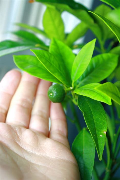 PittsburghGardener: My First Blood Orange Tree