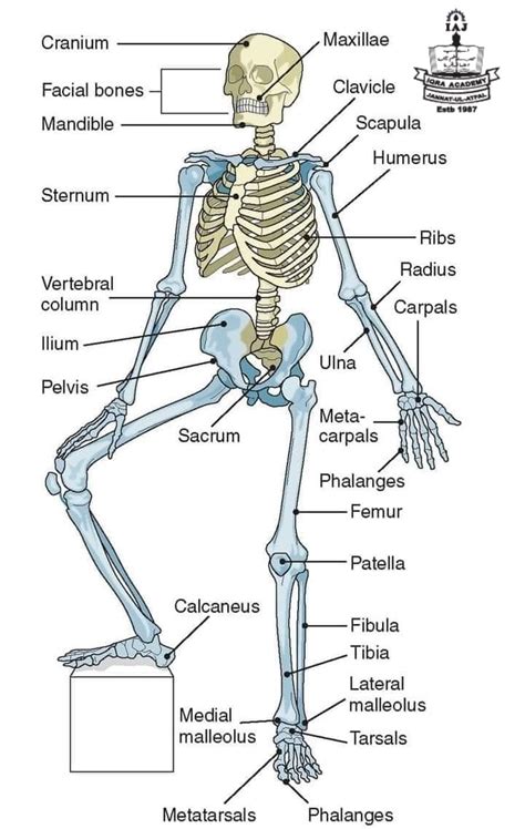 (Part of human body Skeleton) Skeleton, the supportive framework of an animal body. ... This ...