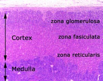 Zona glomerulosa - Location, Function and Pictures