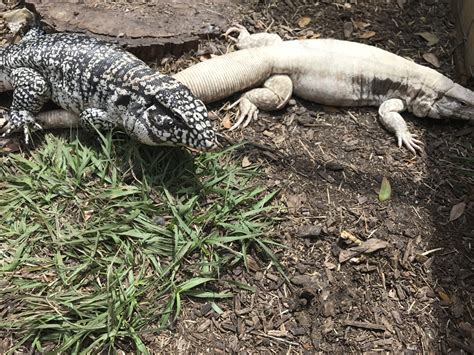 Breeding Tegu project: Blue X Hybrid. - Hector's Habitat