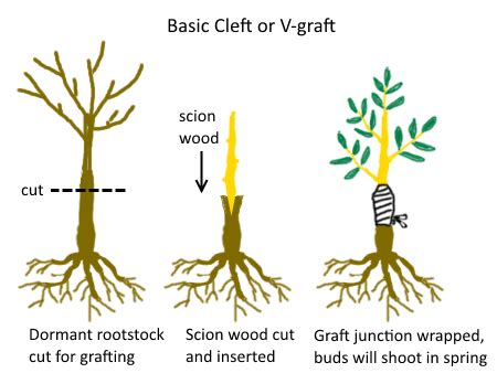 The Difference Between Seedling, Grafted and Cutting Grown Fruit Trees ...