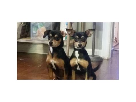 Black And Tan Rat Terrier Puppies For Sale Memphis - Puppies for Sale ...