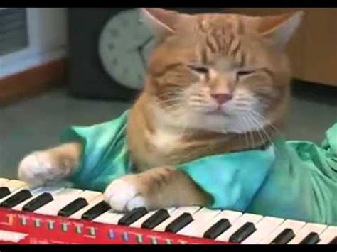 Keyboard Cat - REMIX - YouTube