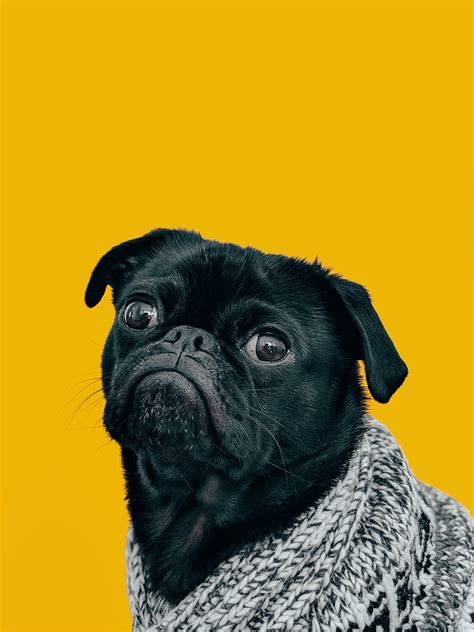 Black pug with gray knit scarf, HD phone wallpaper | Peakpx