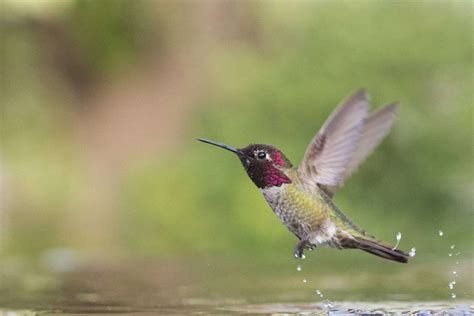 Hummingbirds In Missouri: 8 Species To Search For