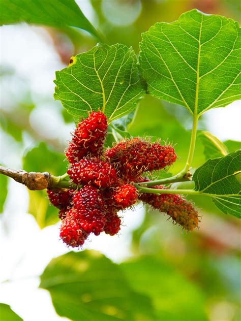 Northern Red Giant Mulberry Tree (morus rubra) – Urban Tropicals