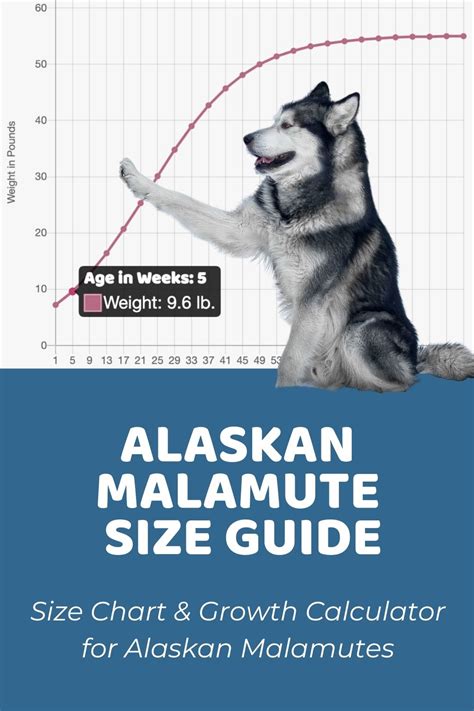 Alaskan Malamute Size Guide: How Big Does an Alaskan Malamute Get?