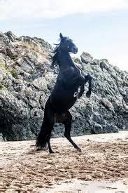 Free Rein Raven - Google Search Friesian Horse, Beautiful Horses, Horse Background