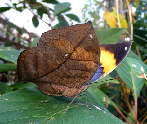 The Dead Leaf Butterfly - Camouflage King of the Asian Tropics | The Ark In Space.. anywhere in ...