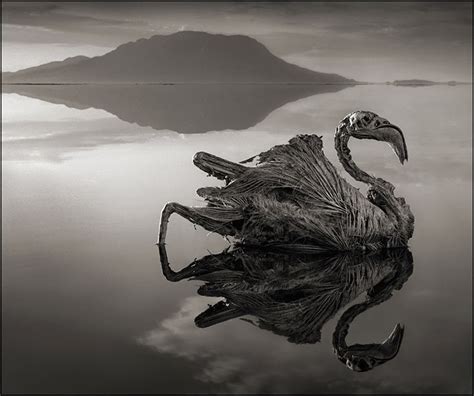 Q. DESIGNS: Nick Brandt Photography