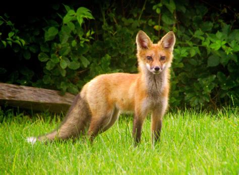 Fox or Coyote? How to Tell Them Apart | Your Great Outdoors