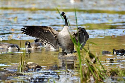 Fishing Line Around Fawn Lake Poses a Danger to Local Wildlife - The Bedford Citizen