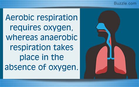 Aerobic Vs Anaerobic Respiration- Definition, 11 Differences, Examples ...