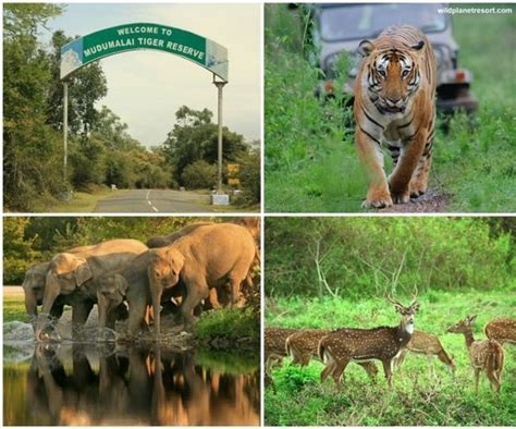 Mudumalai National Park 2020, #2 top things to do in bandipur ...