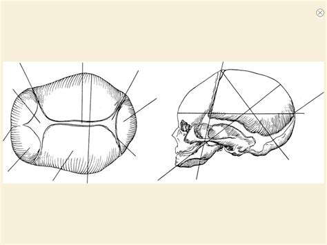 Diagram Ch 12 Fetal Skull Diagram | Quizlet